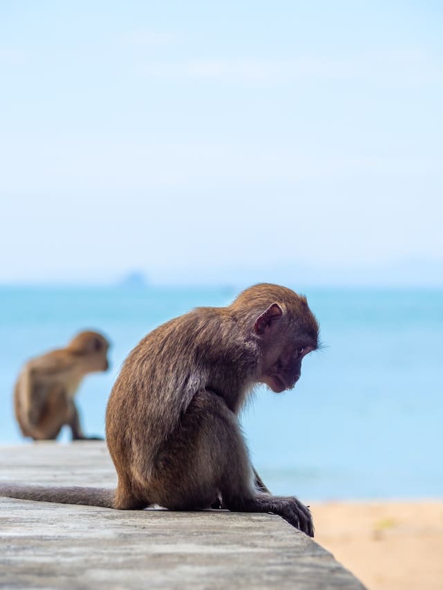 monkey trail